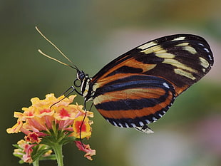 closeup photo of longwing butterfly on yellow and pink petal flower