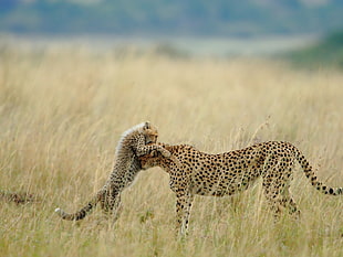 two cheetahs, animals, cheetahs, cubs, baby animals HD wallpaper