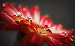 macro photography of water droplets on red and white petaled flower HD wallpaper
