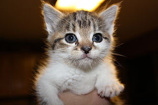 white and brown short coated kitten
