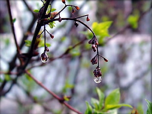 shallow focus photography of green leaved tree