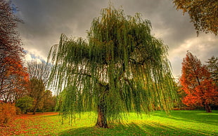 closeup photo of green leaf tree