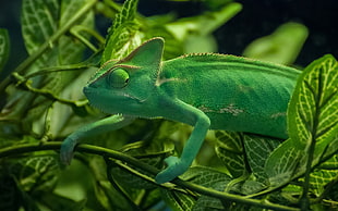 green chameleon on green plant stem HD wallpaper