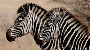 two zebra standing beside each other