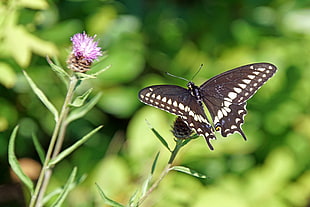 butterfly on top of purple petaled flower, swallowtail