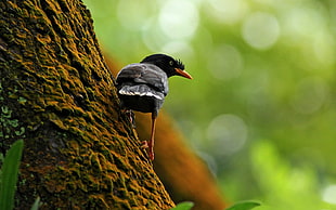 black bird perched on tree HD wallpaper