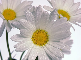 macro shot photography of white Oxeye Daisy flower with water dew