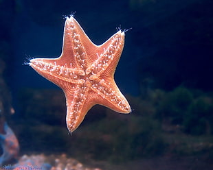 close-up photo of orange starfish