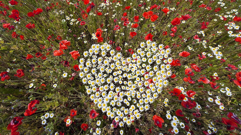 aerial view photography of field of Daisy flowers HD wallpaper