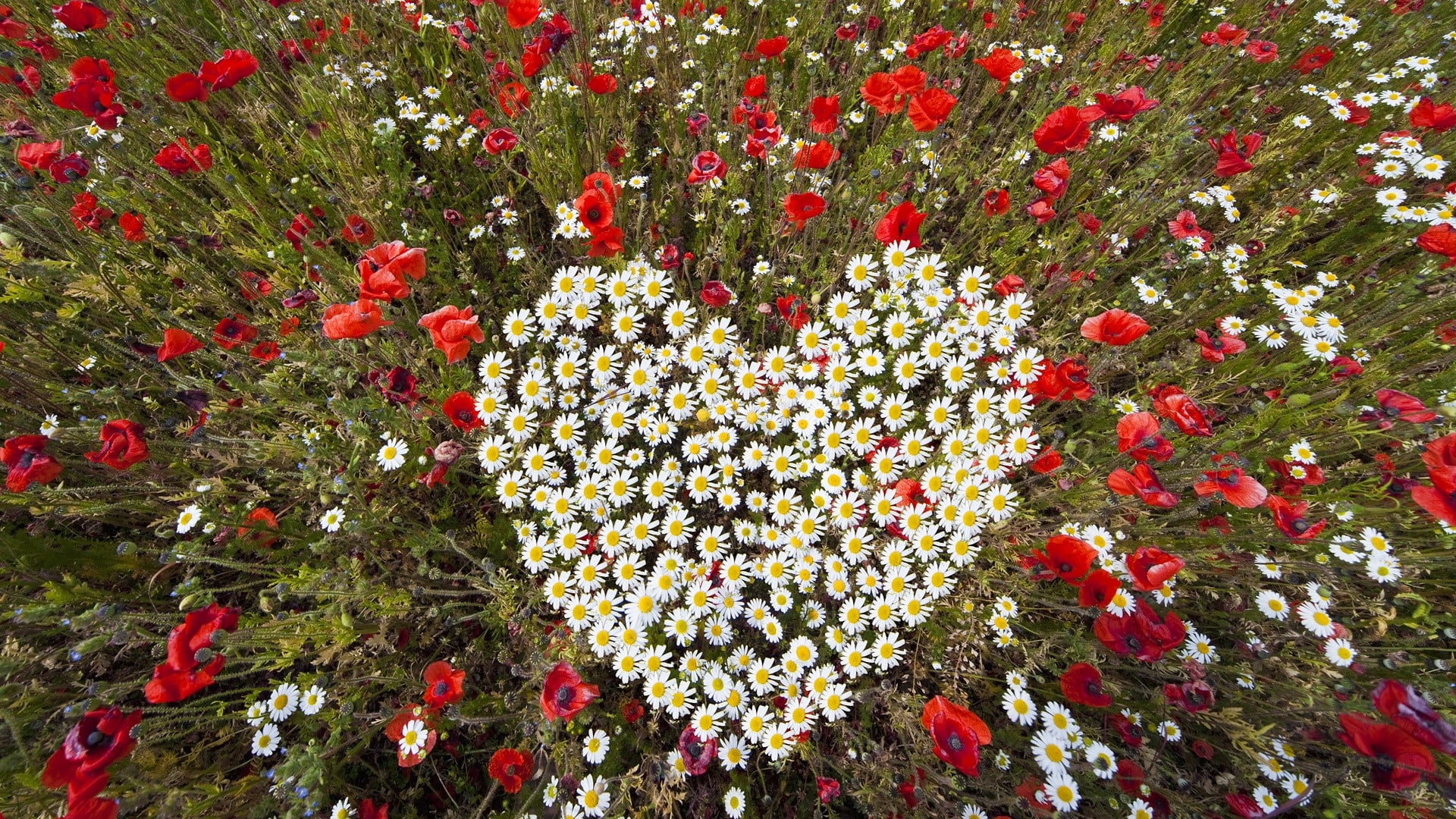 aerial view photography of field of Daisy flowers