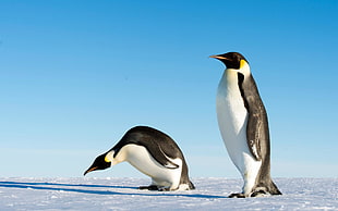 photo of two white-and-black penguins