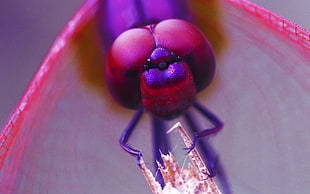 macro photo of purple dragonfly