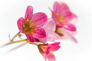 pink Freesia flower in closeup photography