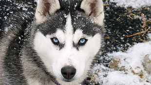 white and gray Cyberian Husky, dog, Siberian Husky , snow, animals HD wallpaper