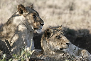 wildlife photography of two lionesses