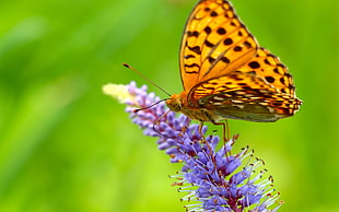 orange butterfly perched on purple flower