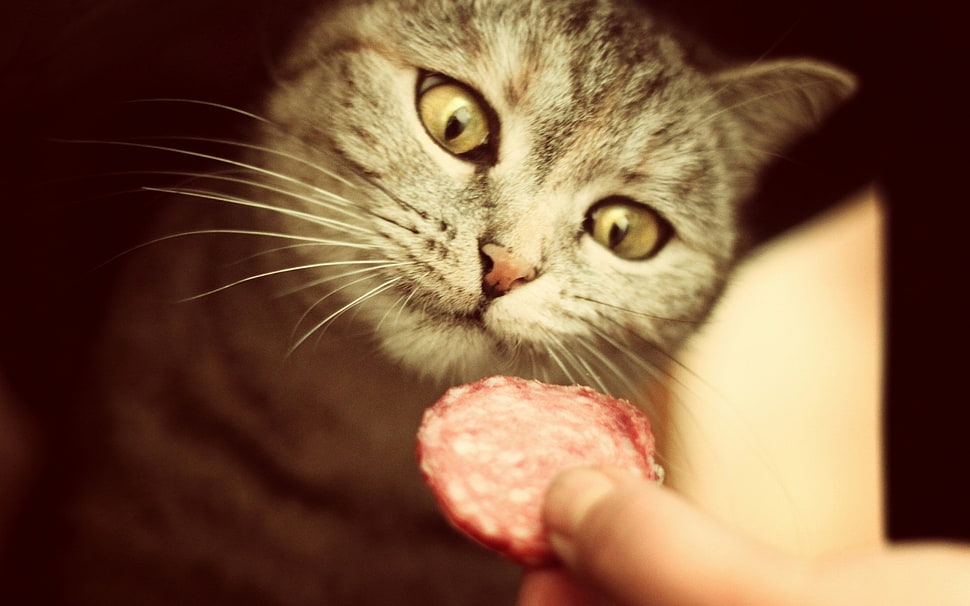 silver tabby cat close-up photography HD wallpaper