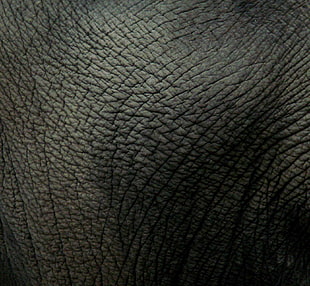 leather, elephant, animals