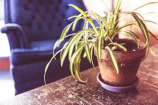 green leafed potted plant