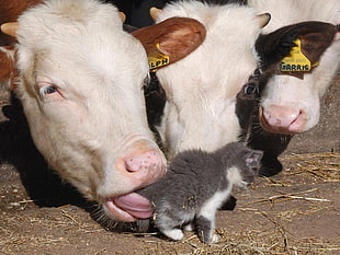 grey and white Persian kitten beside mouse of white cow