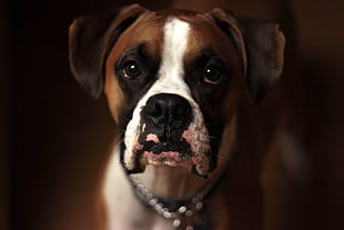 closeup photo of tan and black boxer dog