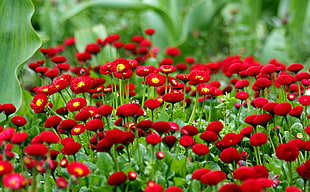 shallow focus photography of red flowers during daytime