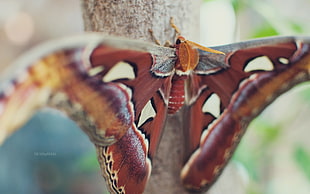 brown butterfly on focus photo HD wallpaper