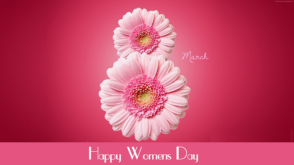 Happy Womens Day text overlay HD wallpaper