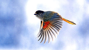 blue and red bird flying in sky
