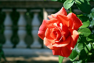 red Rose flower pin closeup photo at daytime\