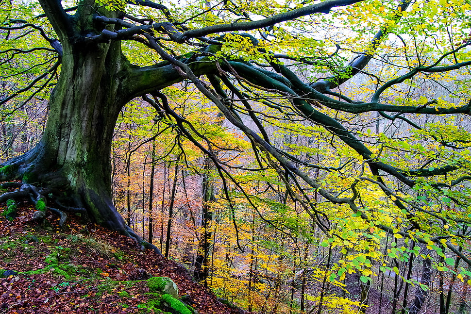 green tree in the forest during daylight HD wallpaper