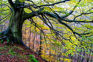 green tree in the forest during daylight