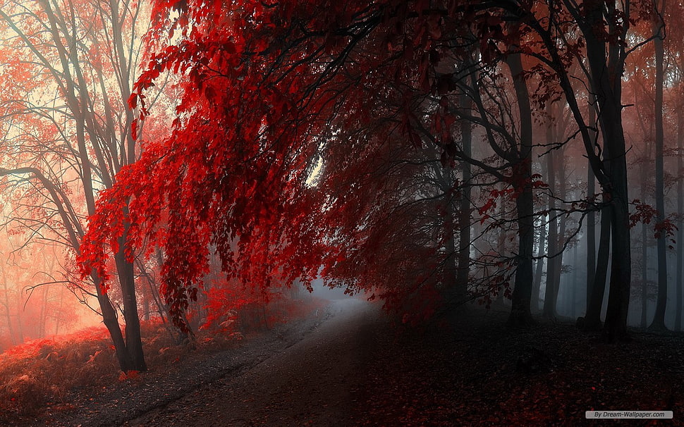red leafed tree, forest, nature, red, fall HD wallpaper
