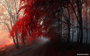 red leafed tree, forest, nature, red, fall