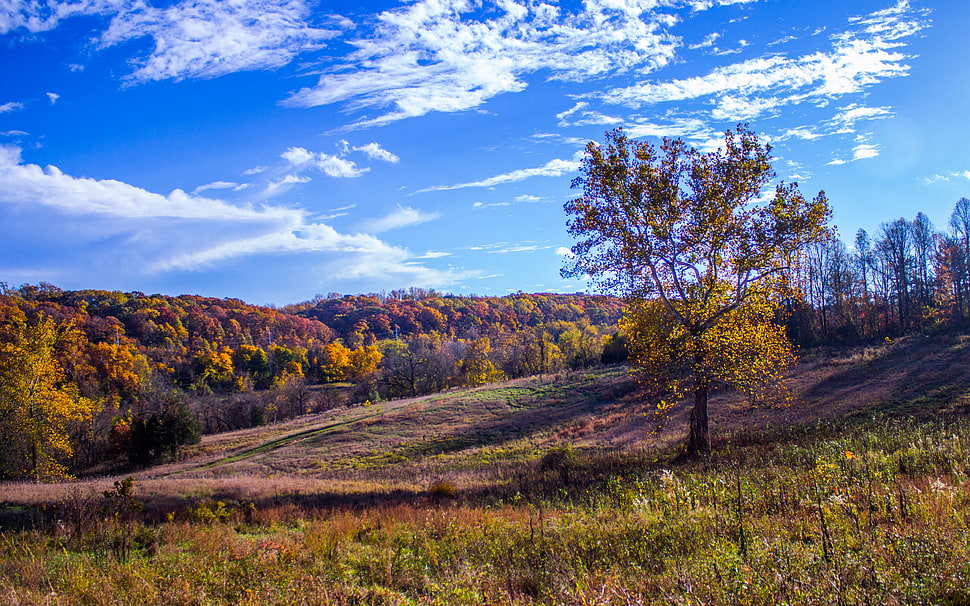 green leafed tree, fall, trees, grass, field HD wallpaper