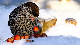black and gray bird eating red fruit on snow