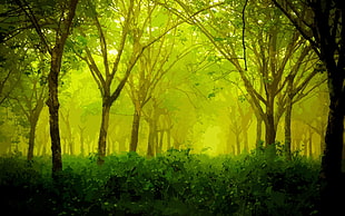 forest painting, nature HD wallpaper