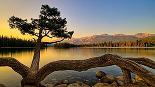 brown tree beside body of water