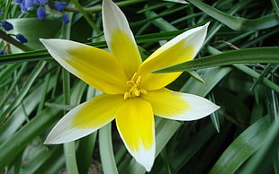 yellow and white Lily at daytime closeup photography