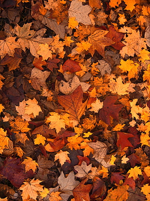 maple leaves during daytime HD wallpaper