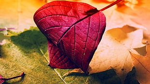 red, yellow, and green leaves HD wallpaper