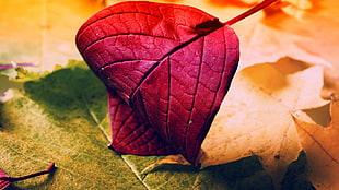 red, yellow, and green leaves