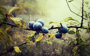 blueberries fruit, fruit, dew, berries, twigs HD wallpaper