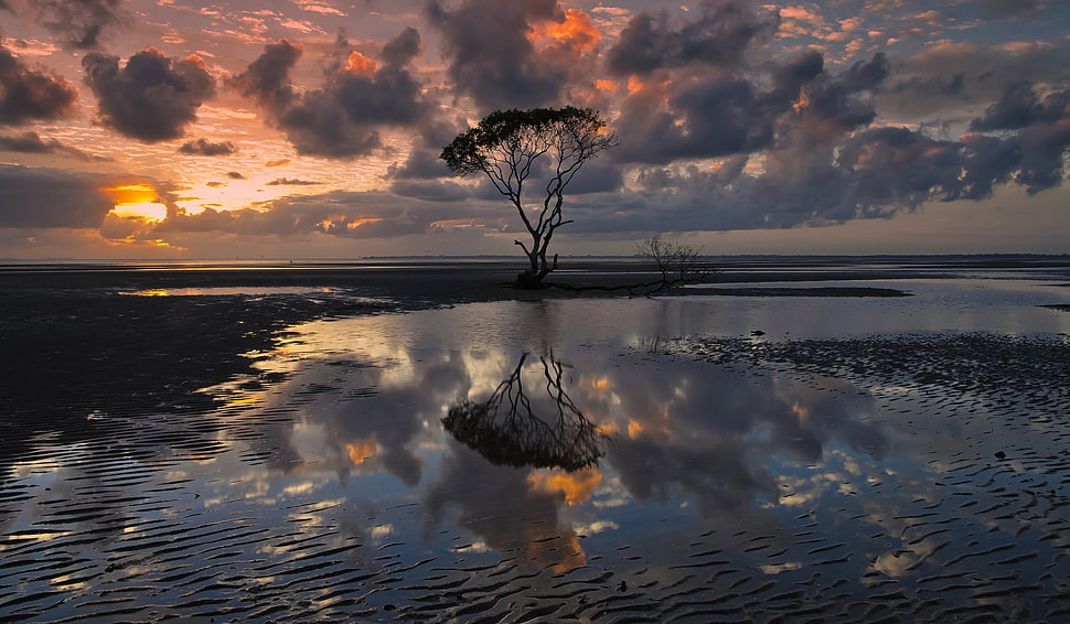 silhouette of tree, landscape, trees, water, clouds HD wallpaper