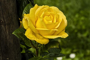 closeup photo of yellow Rose flower