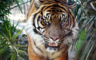 Bengal tiger during daytime
