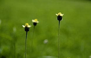 three green flower buds at daytime