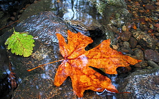 dried maple leaf on stream