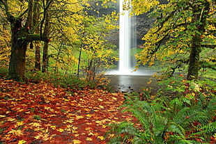 waterfalls with maple trees