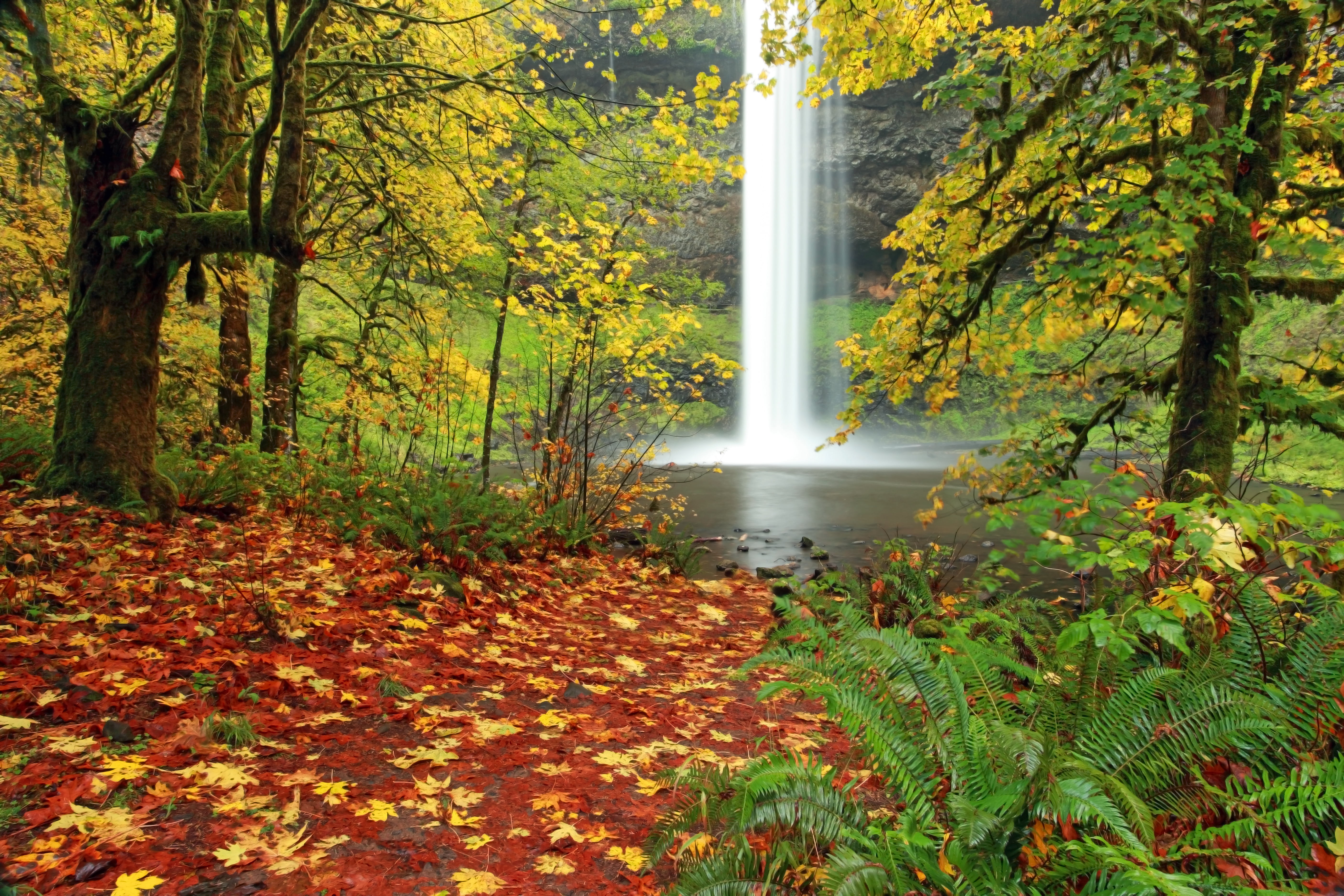 Найти фотки на телефон. Осень фото красивые. Осенние обои. Природа осень на рабочий стол. Живая природа осенью.